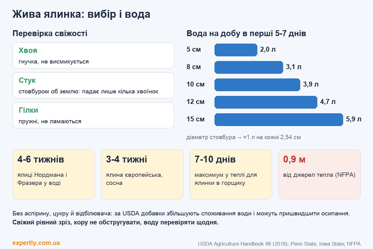 Як вибрати живу ялинку: перевірка свіжості і скільки води на добу за діаметром стовбура